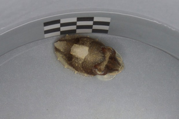 cuttlefishwithchecksonwall